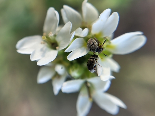 Bean Weevil