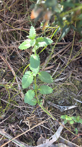 Gonocarpus teucrioides observed 2026-10-23
