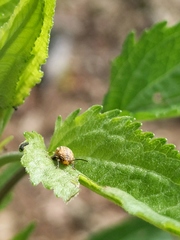 Ophraella notata