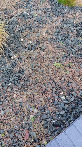 Euphorbia serpens observed 2026-10-23