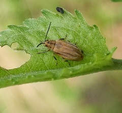 Ophraella notata