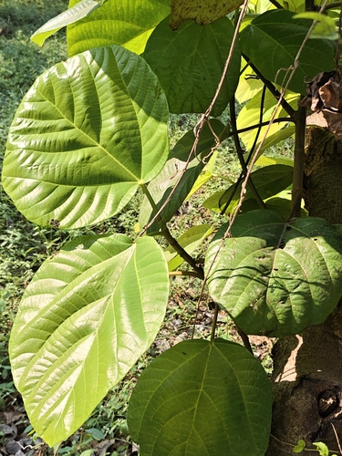 Ficus auriculata observed 2026-10-23