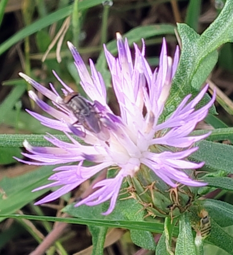 Centaurea aspera, 2026-10-23