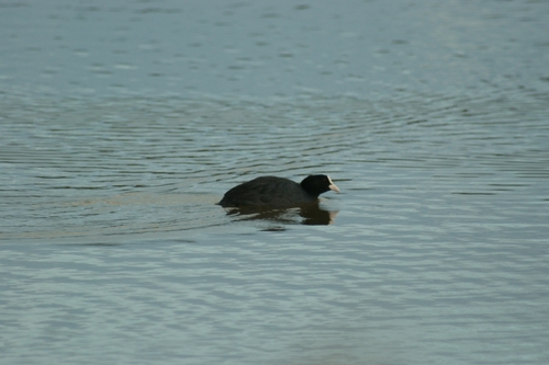 Common Coot