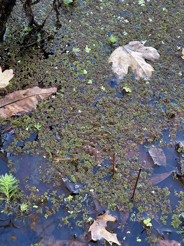 Azolla caroliniana, 2026-10-22
