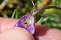 Microbotryum pinguiculae