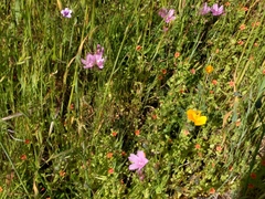 Sidalcea malviflora malviflora