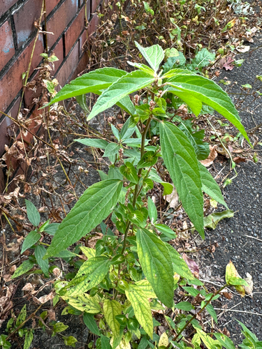 Acalypha indica observed 2026-10-23