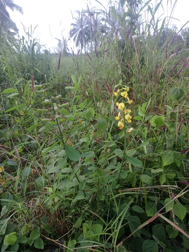 Crotalaria retusa observed 2026-10-21