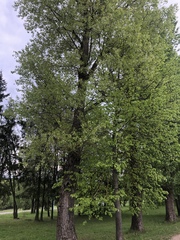 Populus × berolinensis