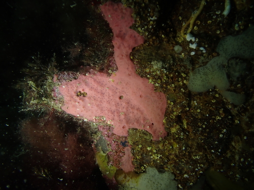 Aplysilla observed 2026-10-18
