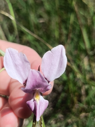 Diuris punctata observed 2026-10-23