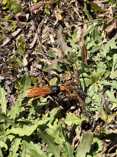 Priocnemis, 2026-10-11