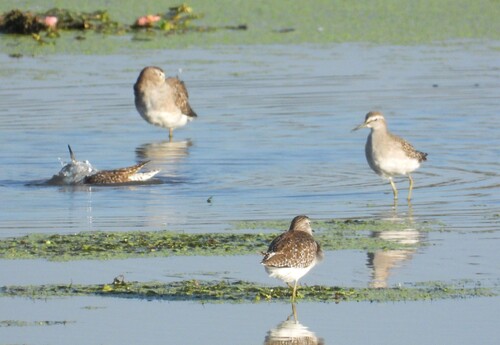 iNaturalist image