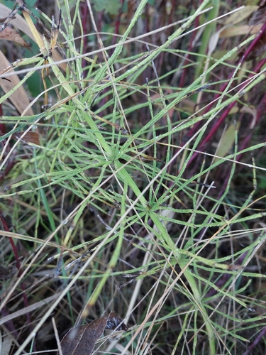 field horsetail photograph by the iNaturalist community
