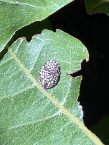Siphanta acuta, 2026-10-23