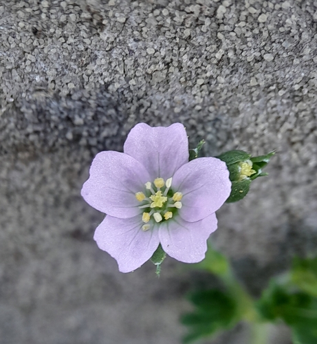Geranium potentilloides observed 2026-10-23