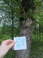 Populus × berolinensis