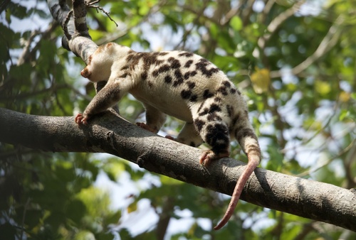 Spilocuscus observed 2026-10-23