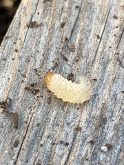 Otiorhynchus sulcatus