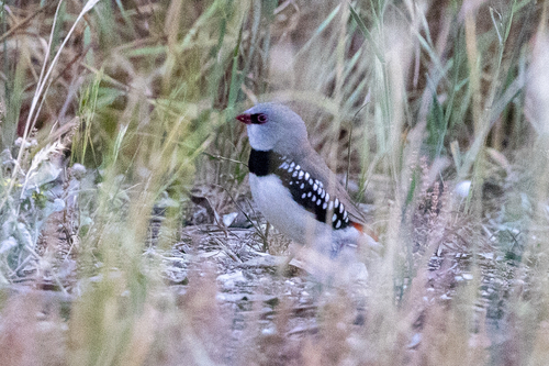 Stagonopleura guttata observed 2026-10-22