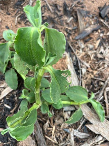 Commelina benghalensis observed 2026-10-23
