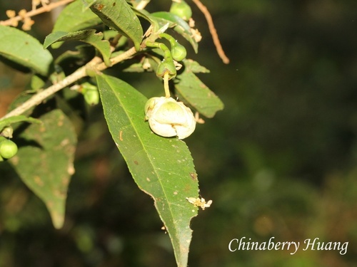 Camellia sinensis observed 2026-10-21