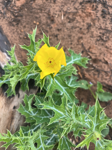 Argemone mexicana observed 2026-10-23