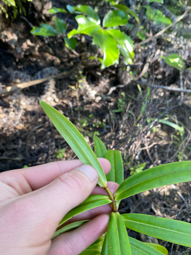 Veronica macrocarpa observed 2026-10-23