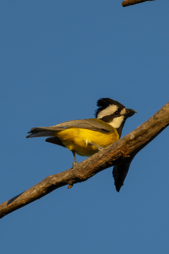 Falcunculus frontatus observed 2026-10-18