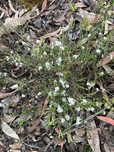 Leucopogon virgatus observed 2026-10-22