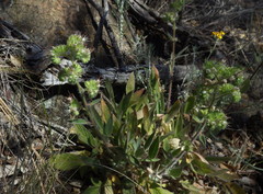 Phacelia imbricata imbricata
