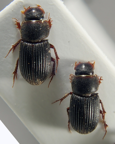 Ataenius pacificus