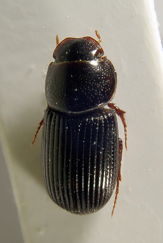 Ataenius liogaster