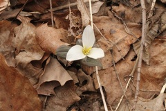 Trillium nivale