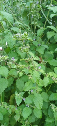 Mesosphaerum suaveolens observed 2026-10-23