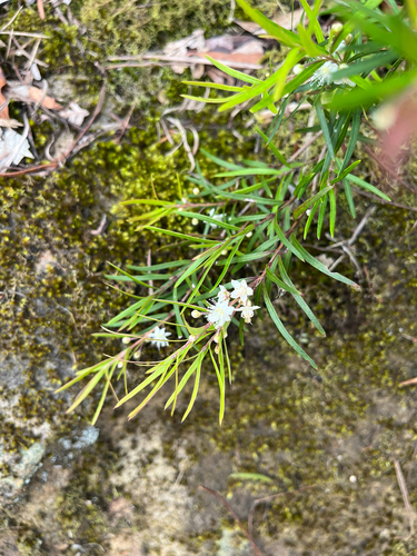 Austromyrtus tenuifolia observed 2026-10-23