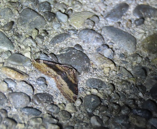 Hydriomena, 2026-10-23