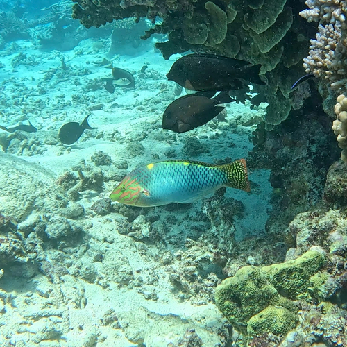Halichoeres hortulanus observed 2026-10-22