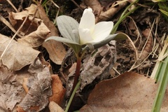 Trillium nivale