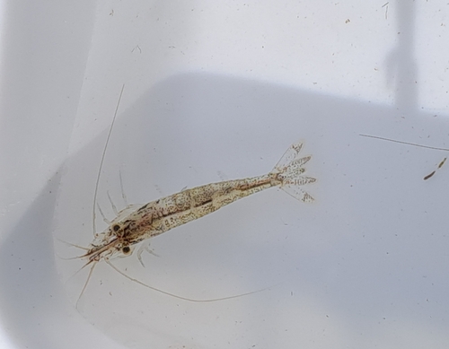 Atyaephyra desmarestii observed 2026-10-23
