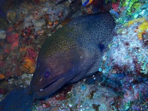 Gymnothorax javanicus observed 2026-10-23