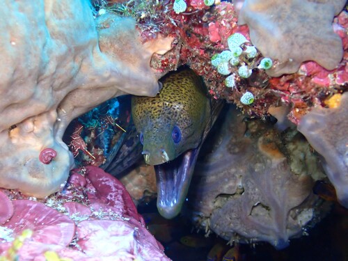 Gymnothorax javanicus observed 2026-10-23