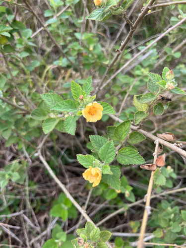 Sida cordifolia observed 2026-10-23