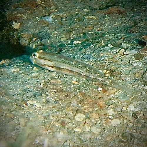 Gnatholepis observed 2026-10-22