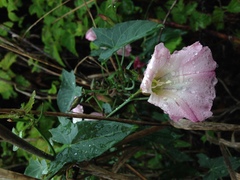 Calystegia purpurata