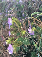 Phacelia grandiflora