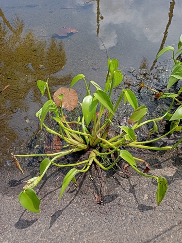 Pontederia vaginalis observed 2026-10-23