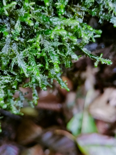 Alleniella complanata observed 2026-10-23