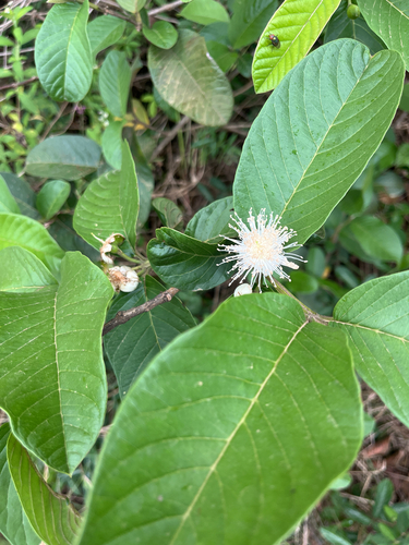 Psidium guajava observed 2026-10-23